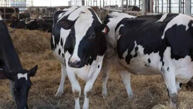 سعر العجول البقري قائم اليوم