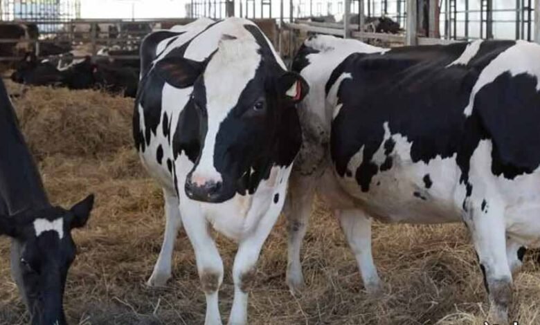 سعر العجول البقري قائم اليوم