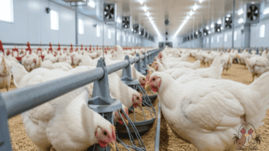 جدول أوزان الفراخ البيضاء