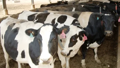 أسعار العجول البقري الصغيرة اليوم