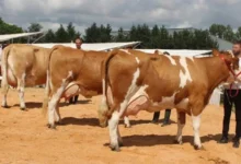 الفرق بين السيمنتال والهولشتاين