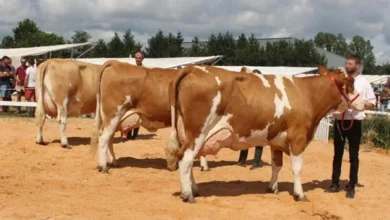 الفرق بين السيمنتال والهولشتاين