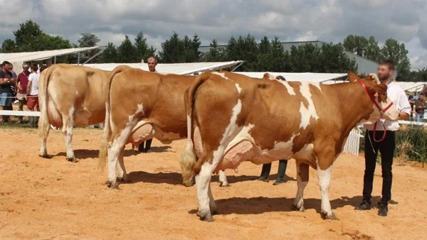 الفرق بين السيمنتال والهولشتاين