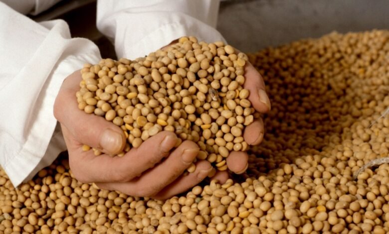 سعر طن الفول الصويا اليوم