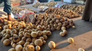 سعر كيلو البطاطس اليوم