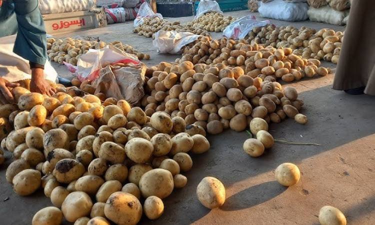 سعر كيلو البطاطس اليوم
