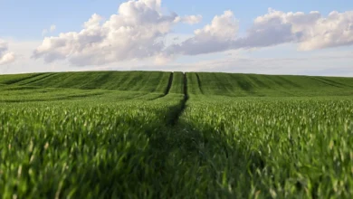 أكثر الزراعات ربحًا في مصر