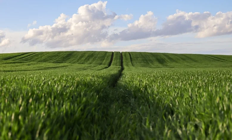 أكثر الزراعات ربحًا في مصر