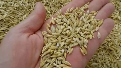 سعر طن الأرز الشعير اليوم