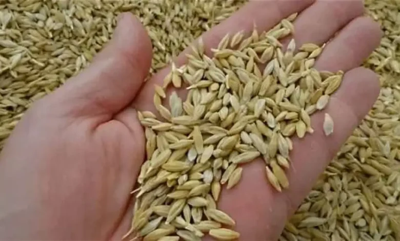 سعر طن الأرز الشعير اليوم