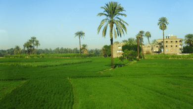 سعر الفدان الزراعي في مصر 2026