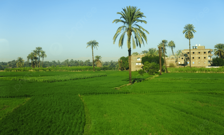 سعر الفدان الزراعي في مصر 2026