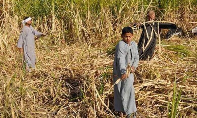 سعر طن القصب 2026